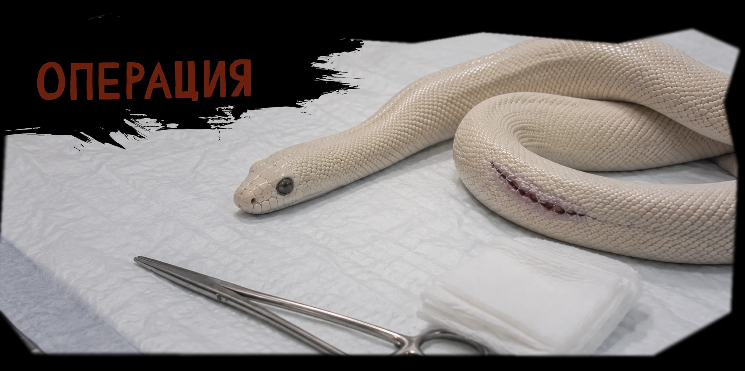 operaciya-u-zmei.webp