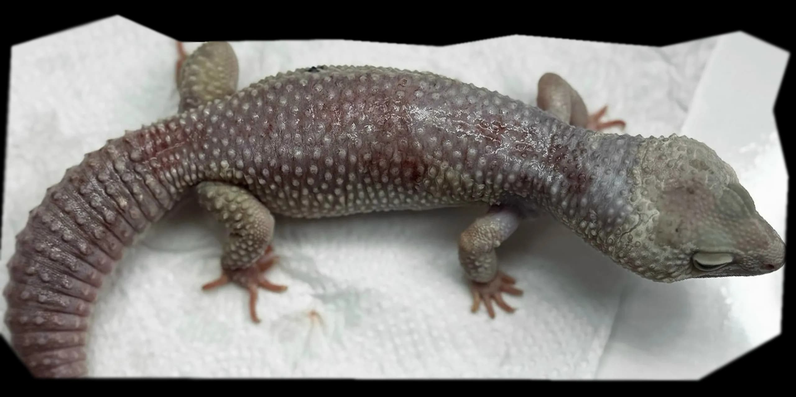 ozhog-u-eublefara.webp